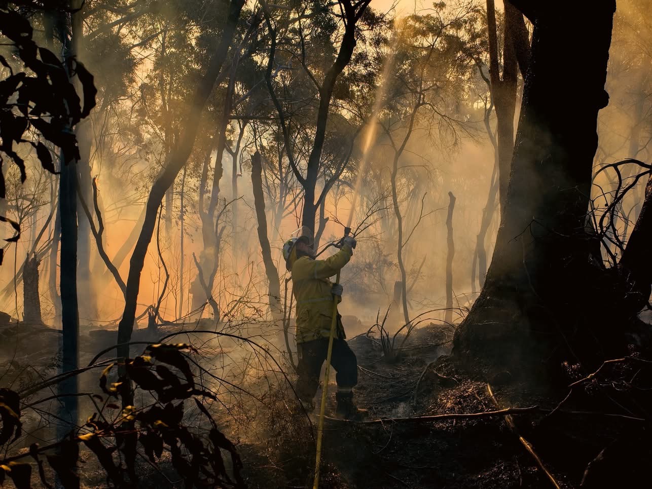 Wide shot of one firefighter in ashy sunset spraying up a tree