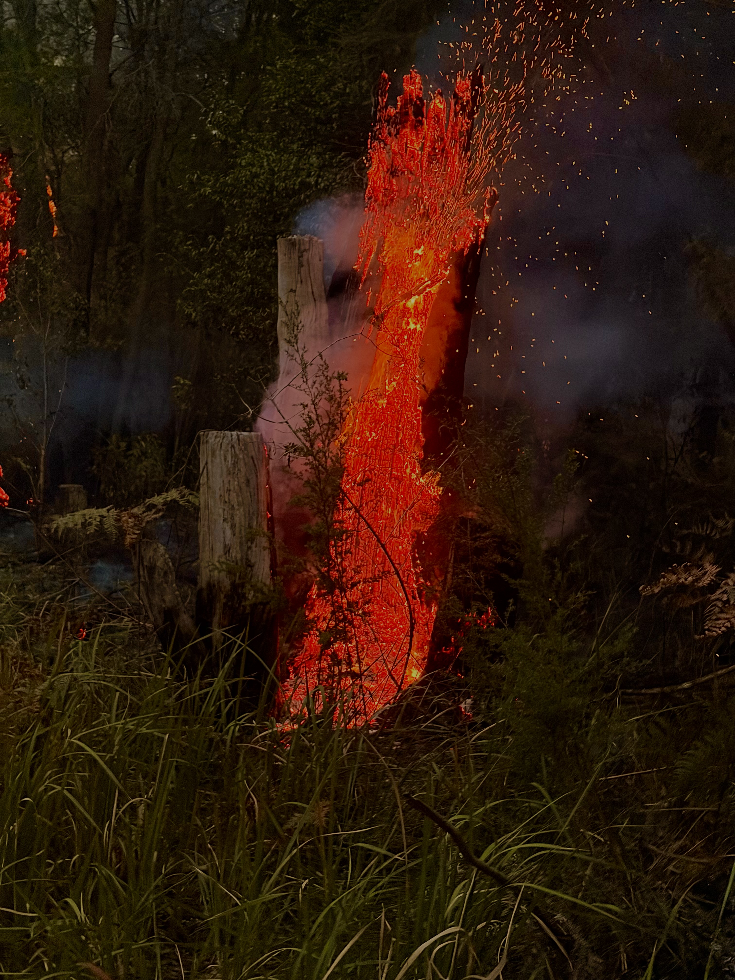 Close up of tall tree stump full ignited on the inside